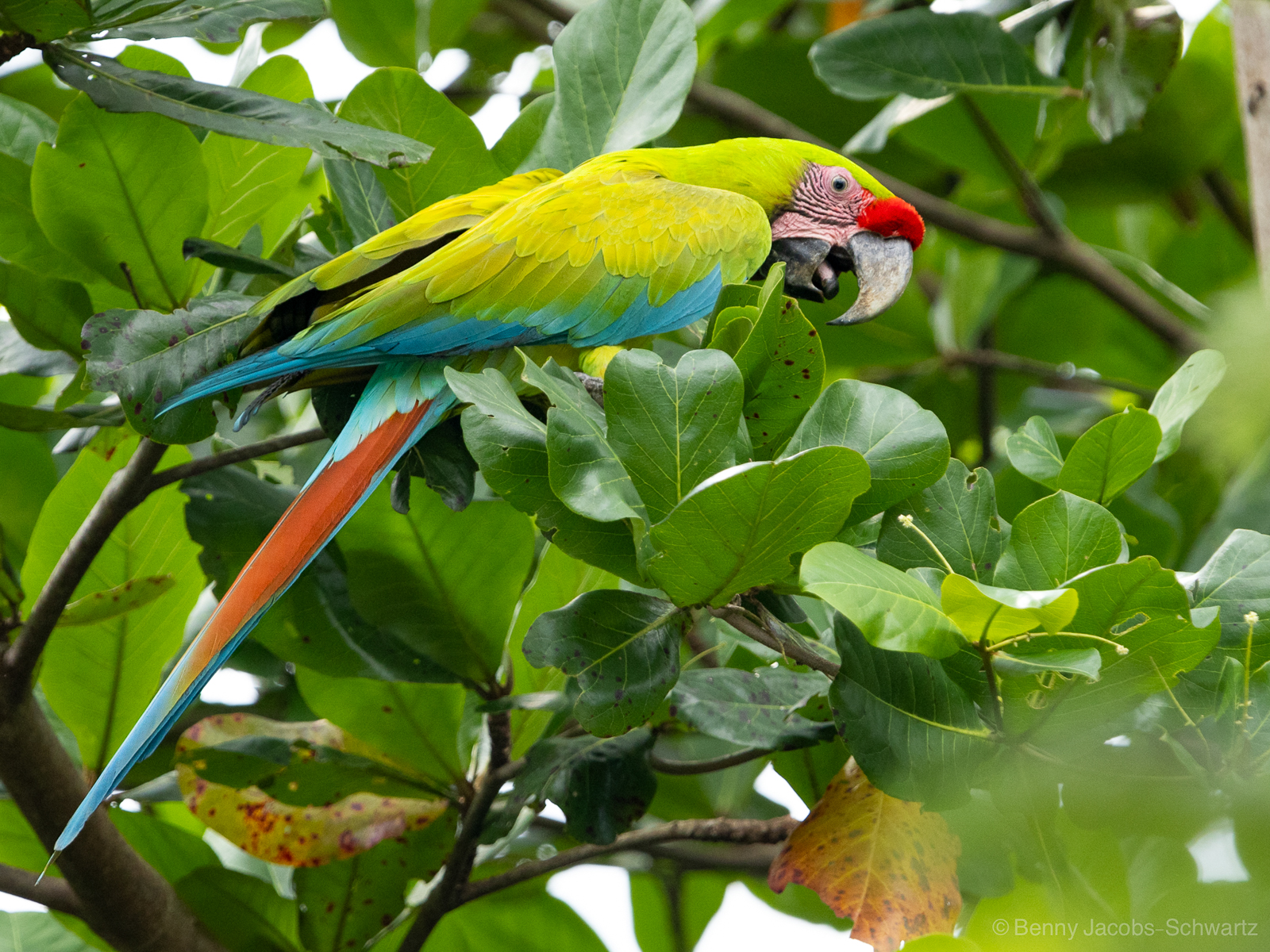 Great Green Macaw