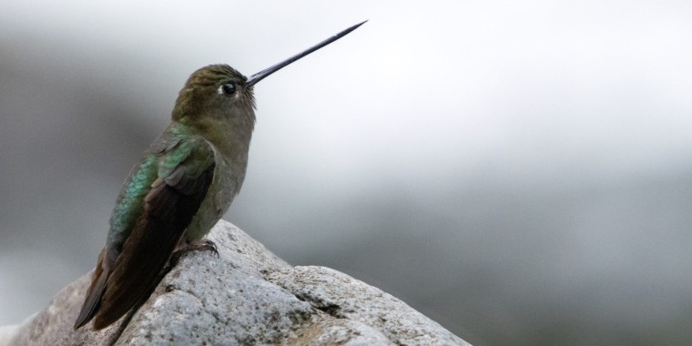 Costa Rica Caribbean Trip Report (Oct 14 - 25, 2024)