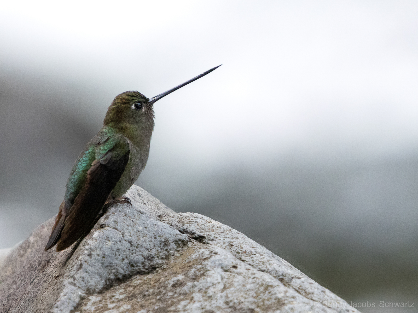 Green-fronted Lancebill