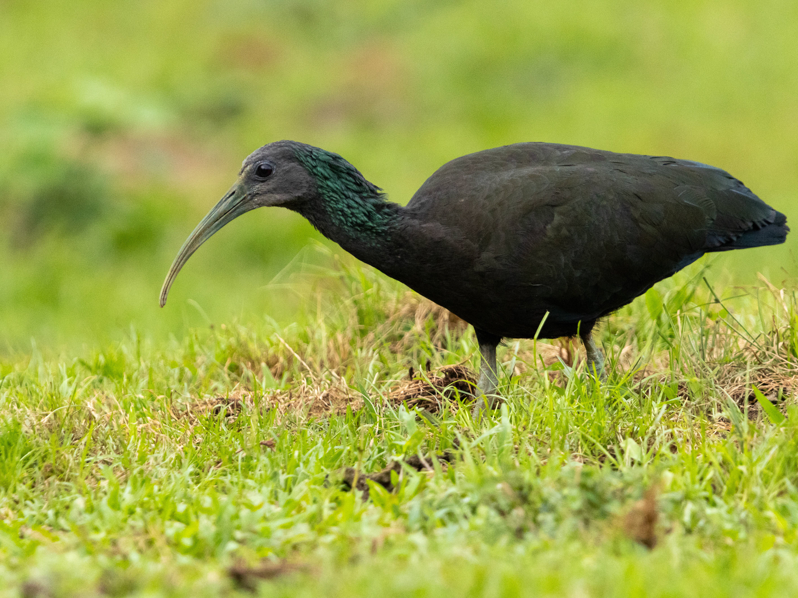 Green Ibis