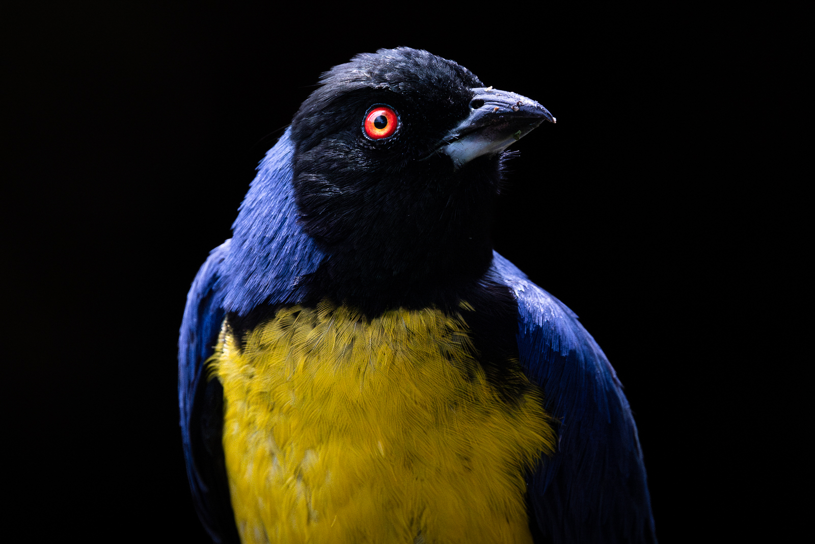 Hooded Mountain-Tanager