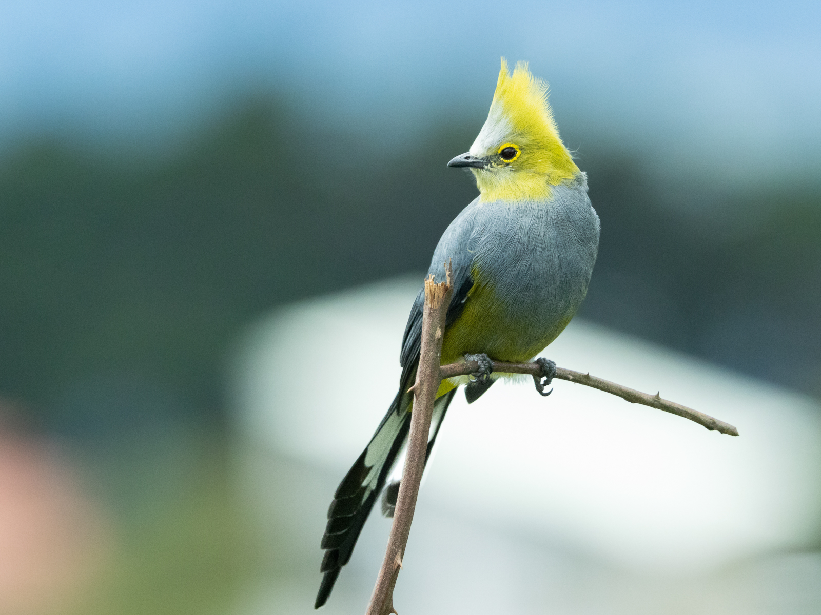 Long-tailed Silky Flycatcher