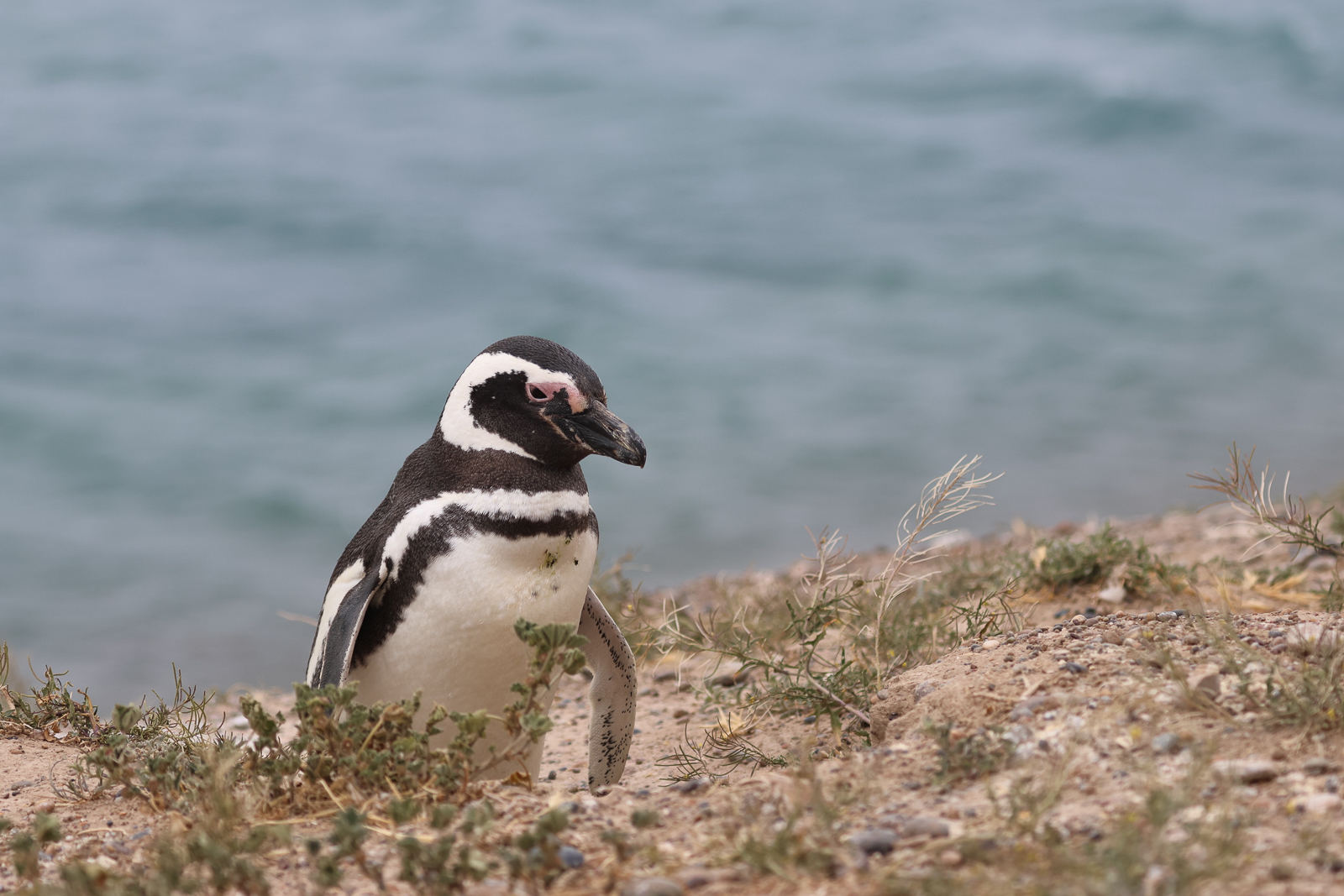 Magellanic Penguin