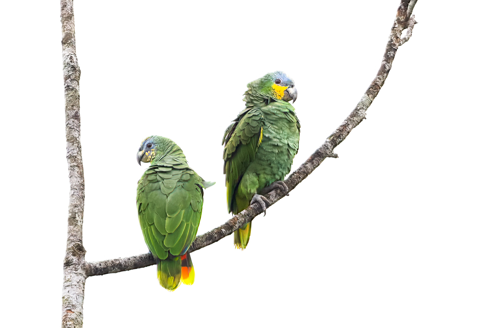 Orange-winged Amazon parrots