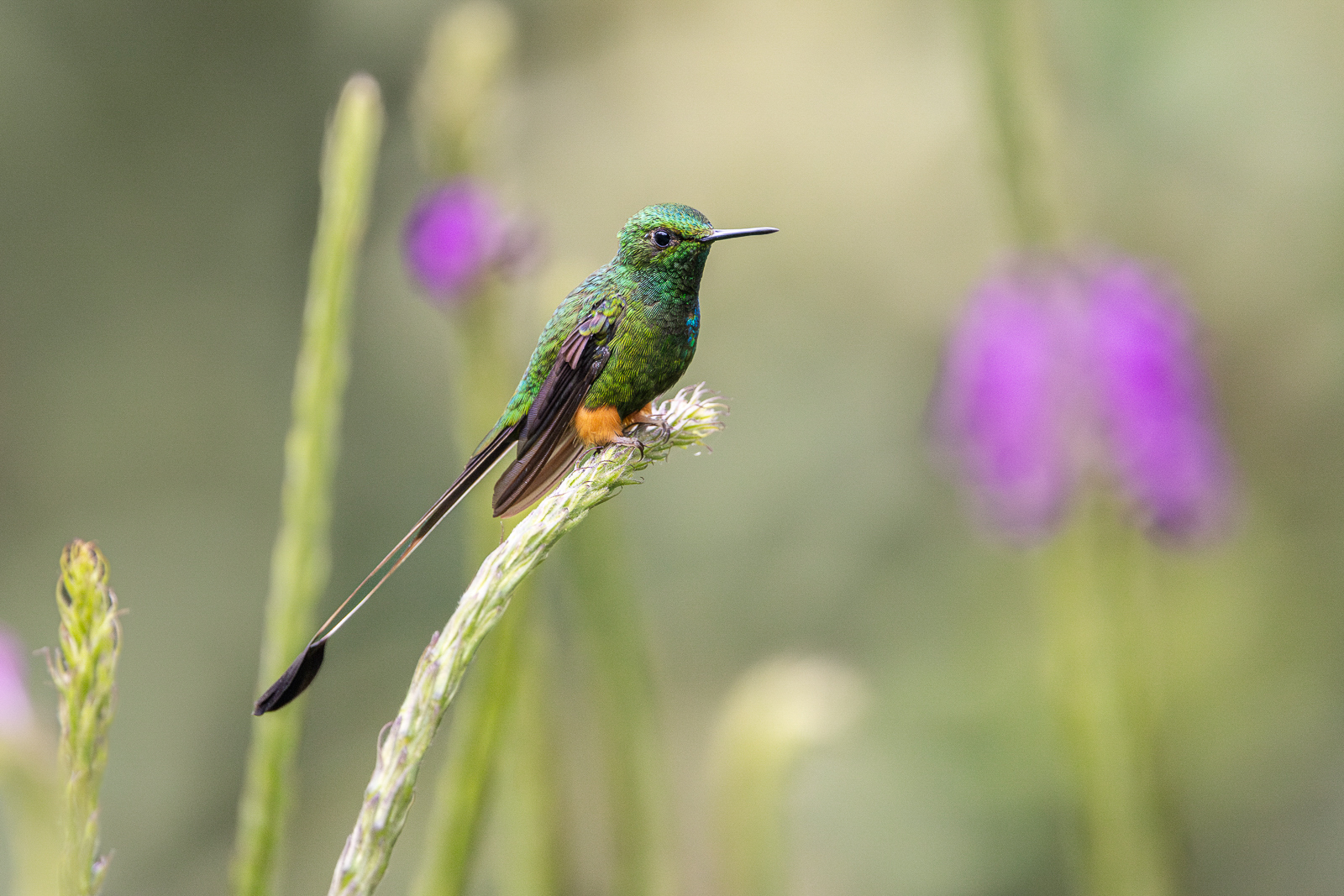 Peruvian Racket-tail, Ecuador