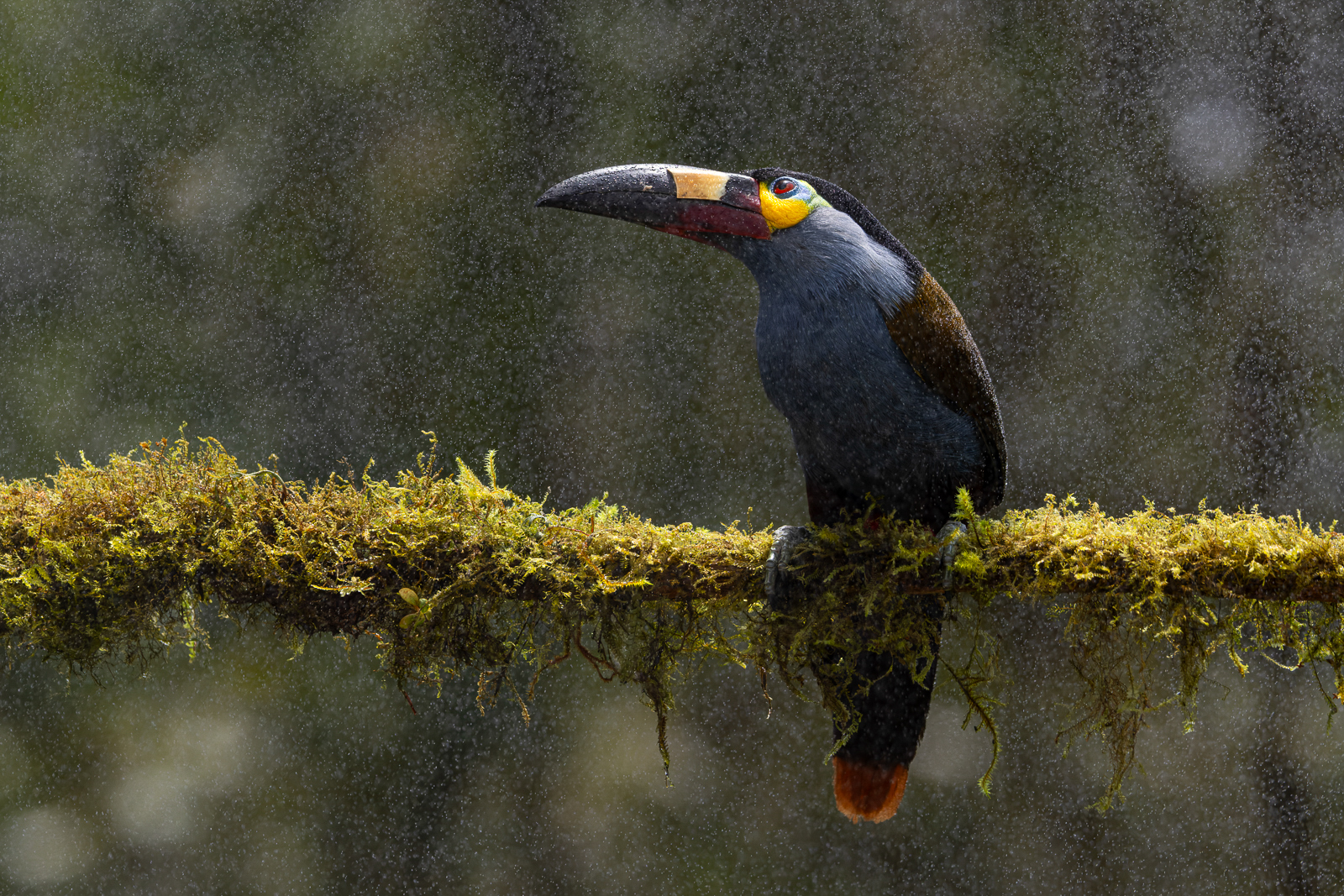 Plate-billed Mountain Toucan