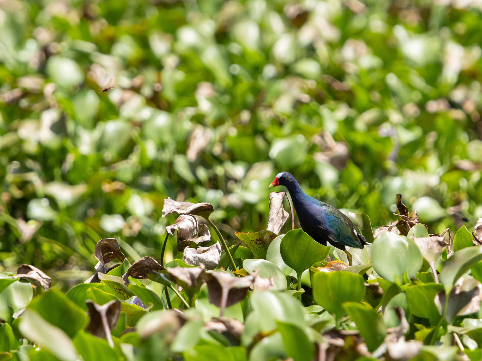 Purple Gallinule