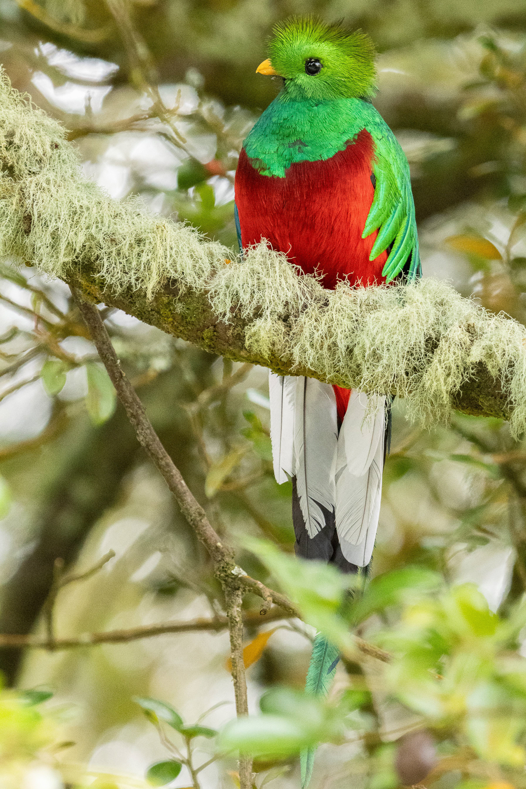 Resplendent Quetzal