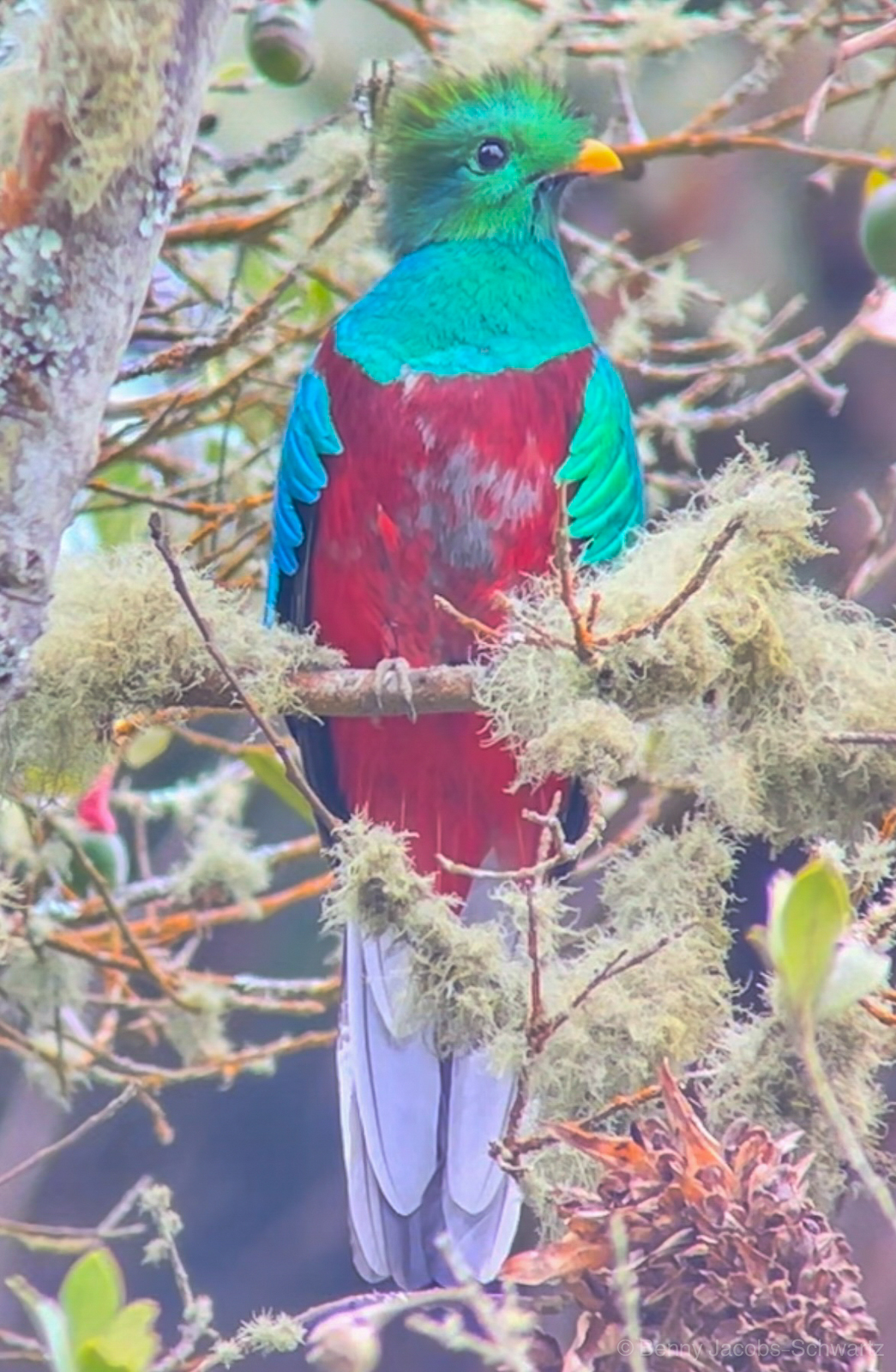 Resplendent Quetzal