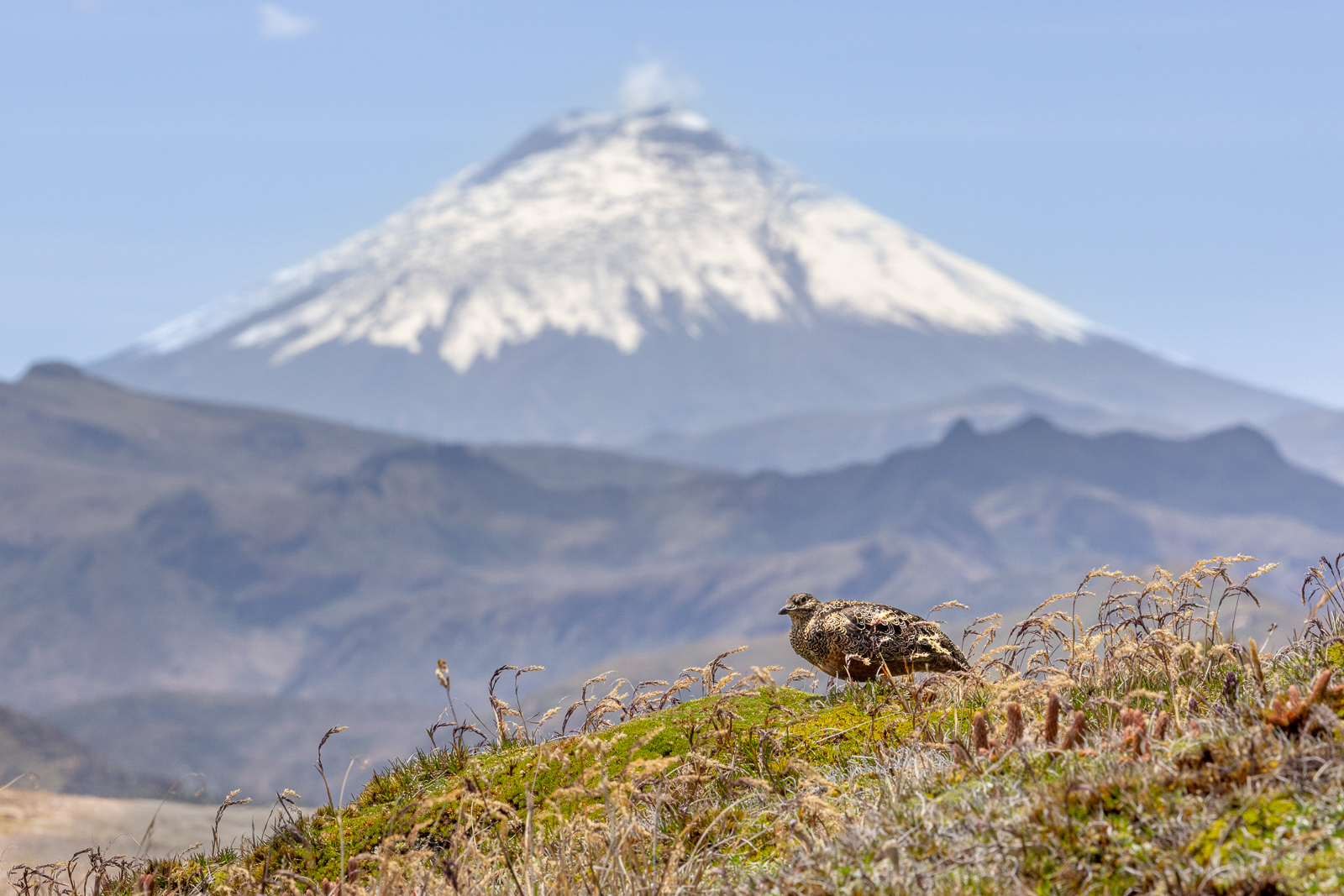 Rufous-bellied Seedsnipe