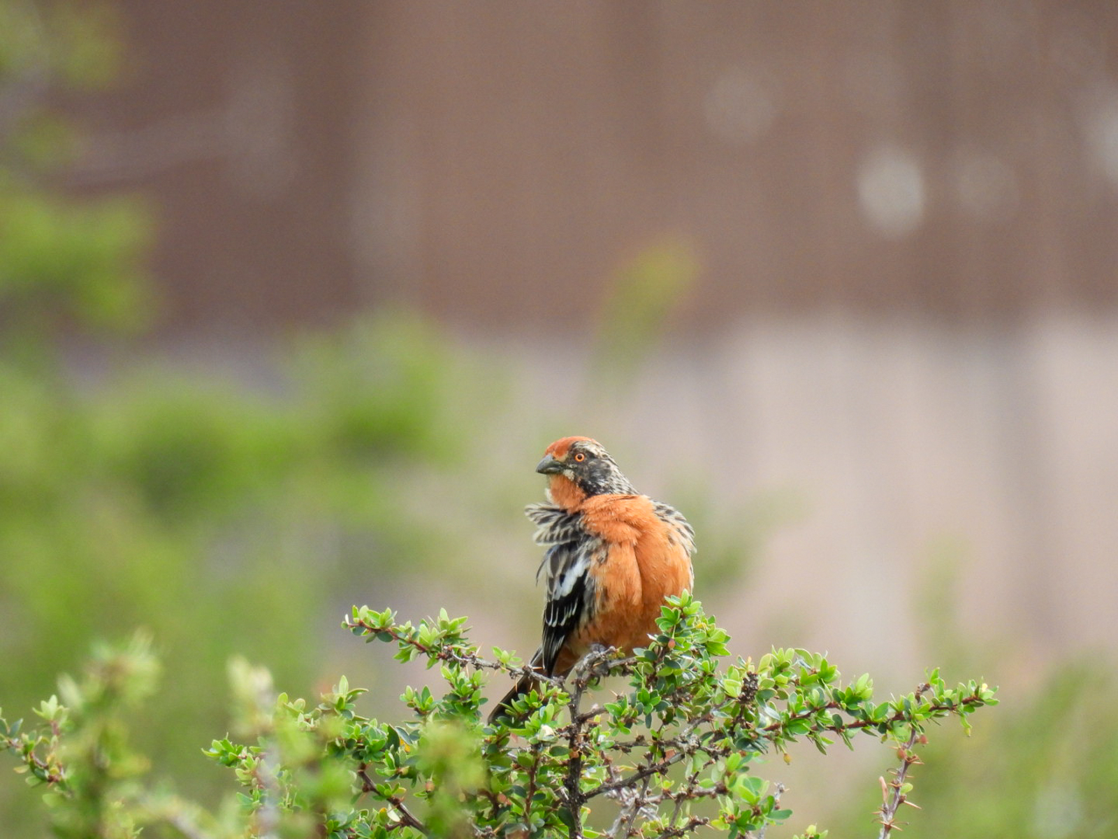 Rufous-tailed Plantcutter