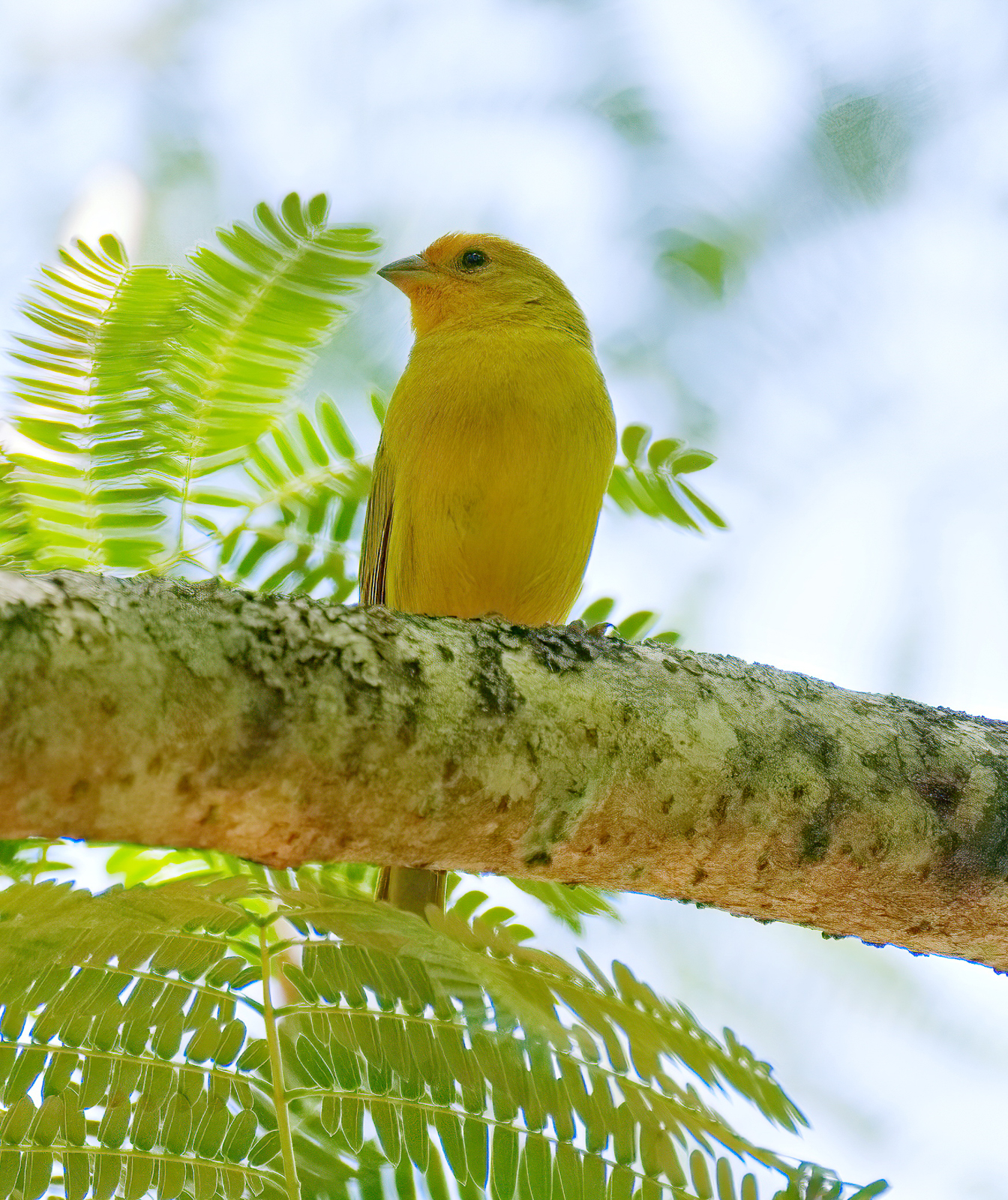 Saffron Finch