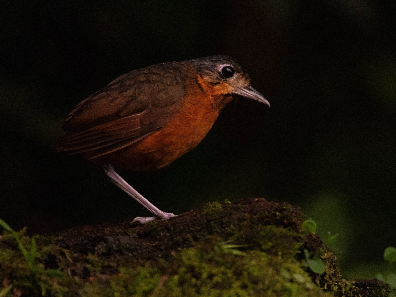 Scaled Antpitta