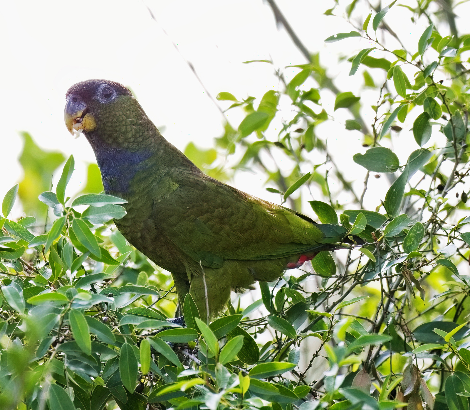Scaly-headed Parrot