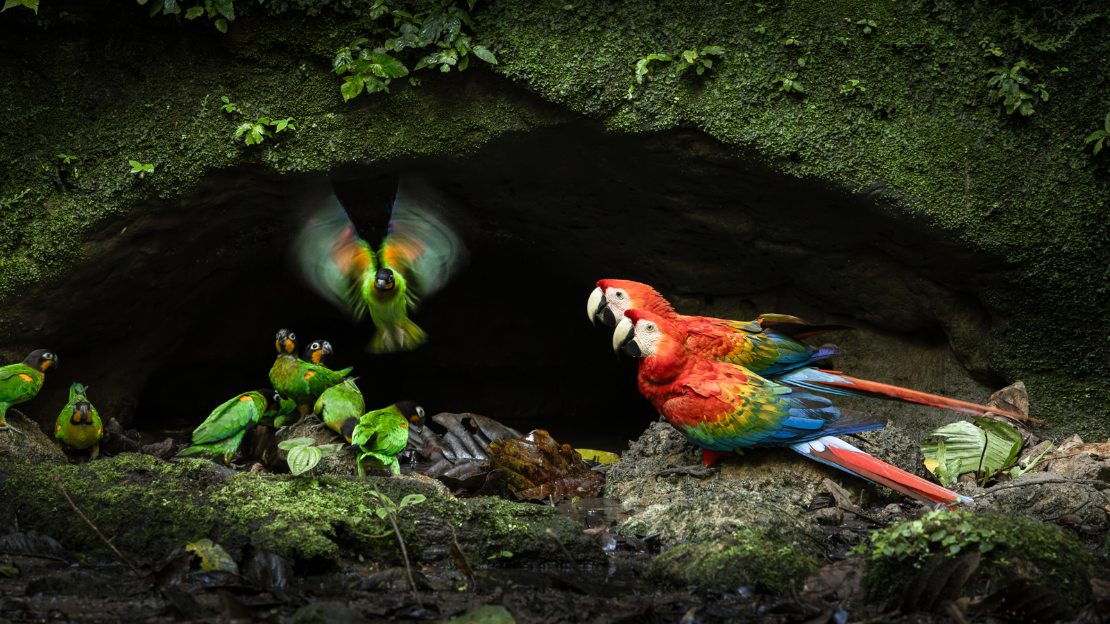 Scarlet Macaws and Orange-cheeked Parrots