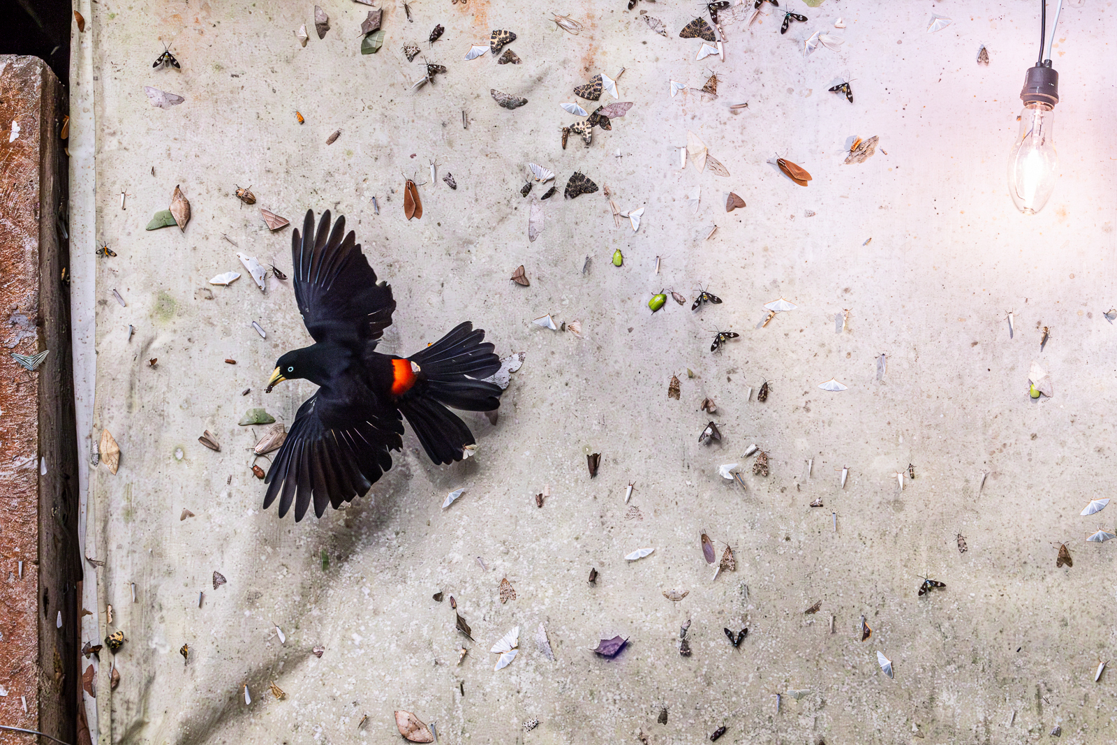Scarlet-rumped Cacique