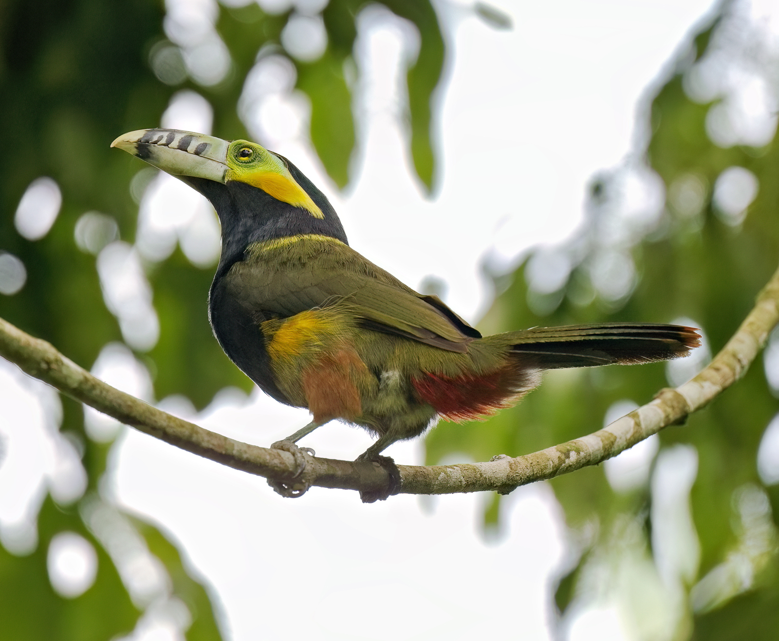 Spot-billed Toucanet