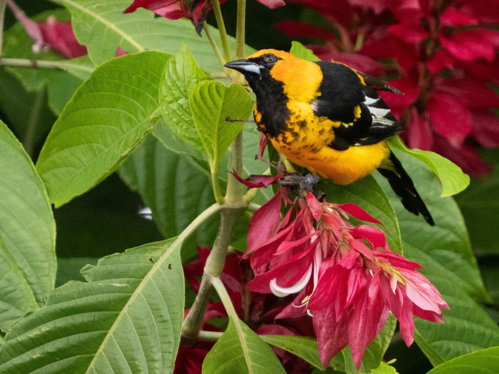 Spot-breasted Oriole