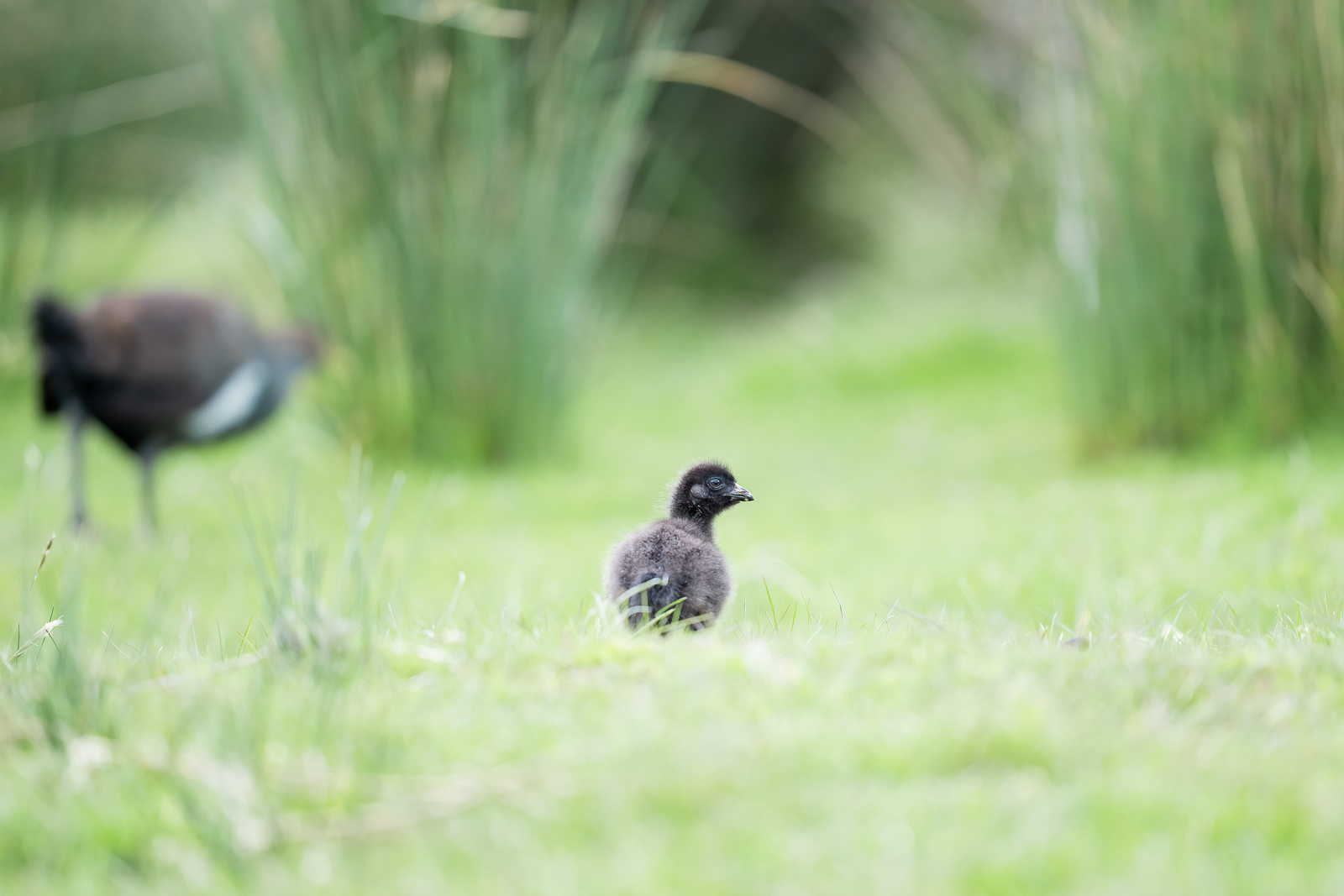 Tasmanian Nativehen chick