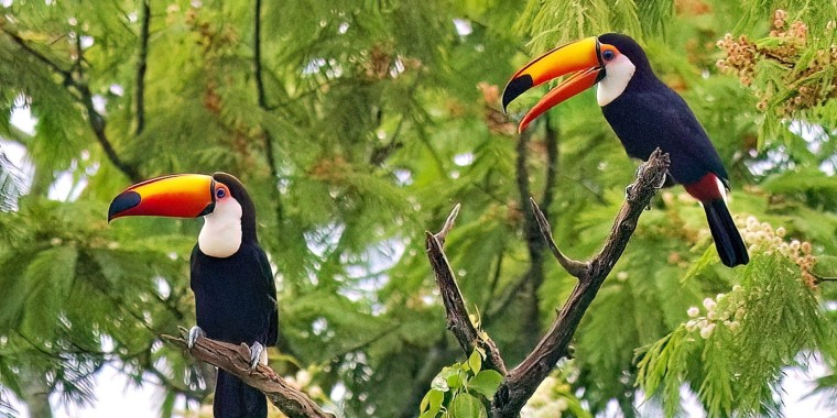 Iguazu Falls Extension Trip Report 2024