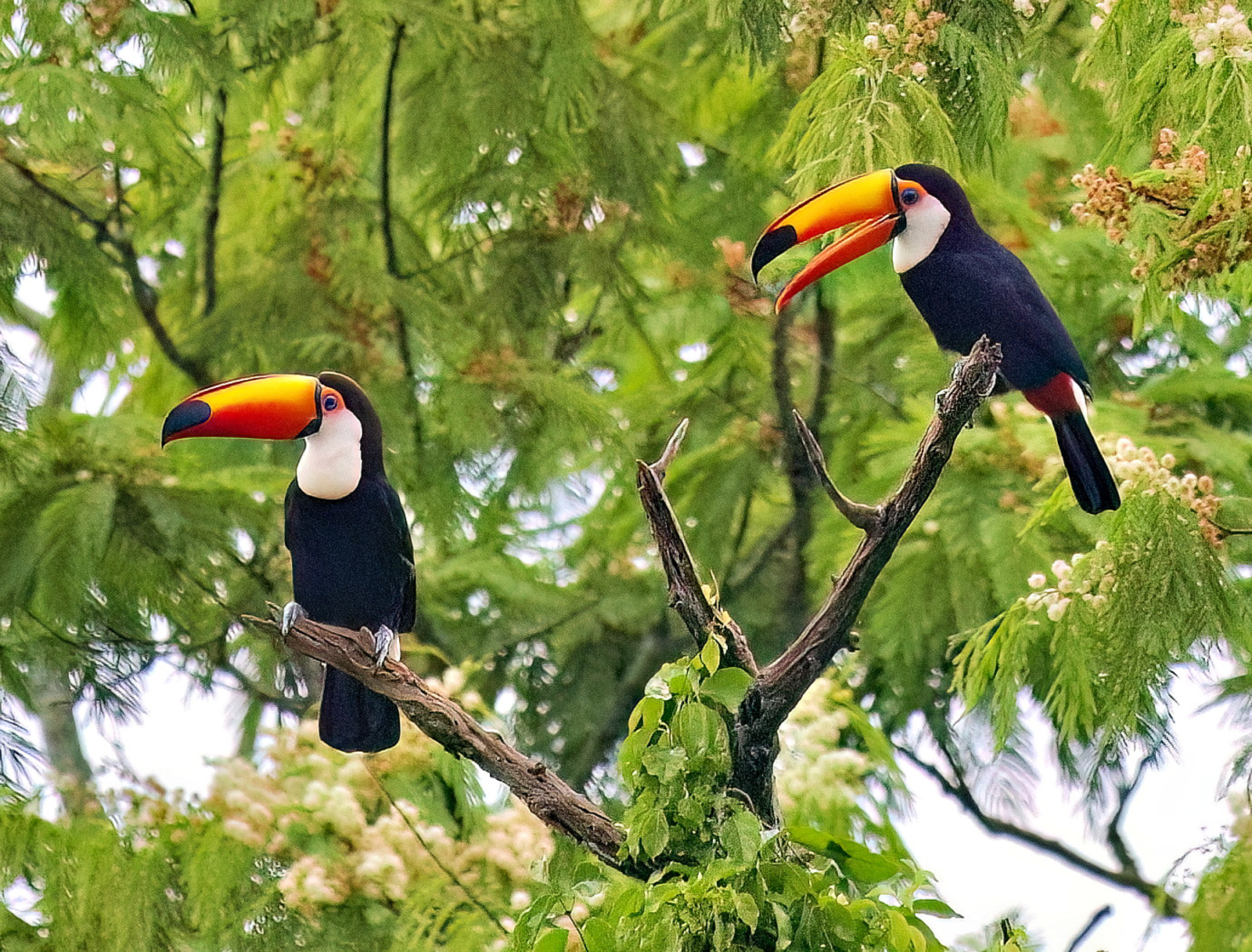 Toco Toucans