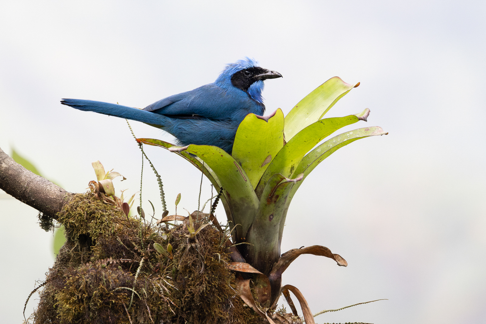 Turquoise Jay