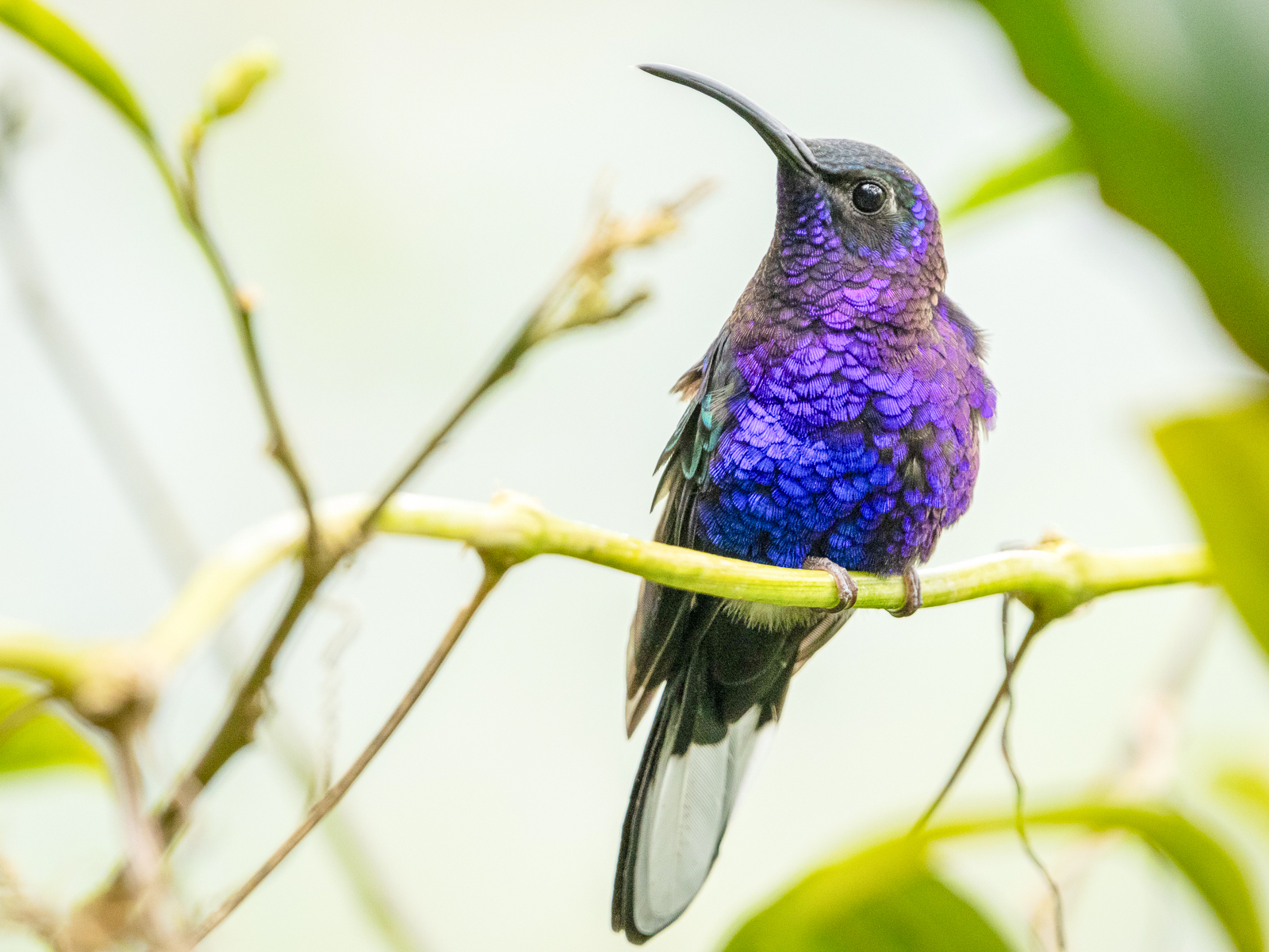 Violet Sabrewing