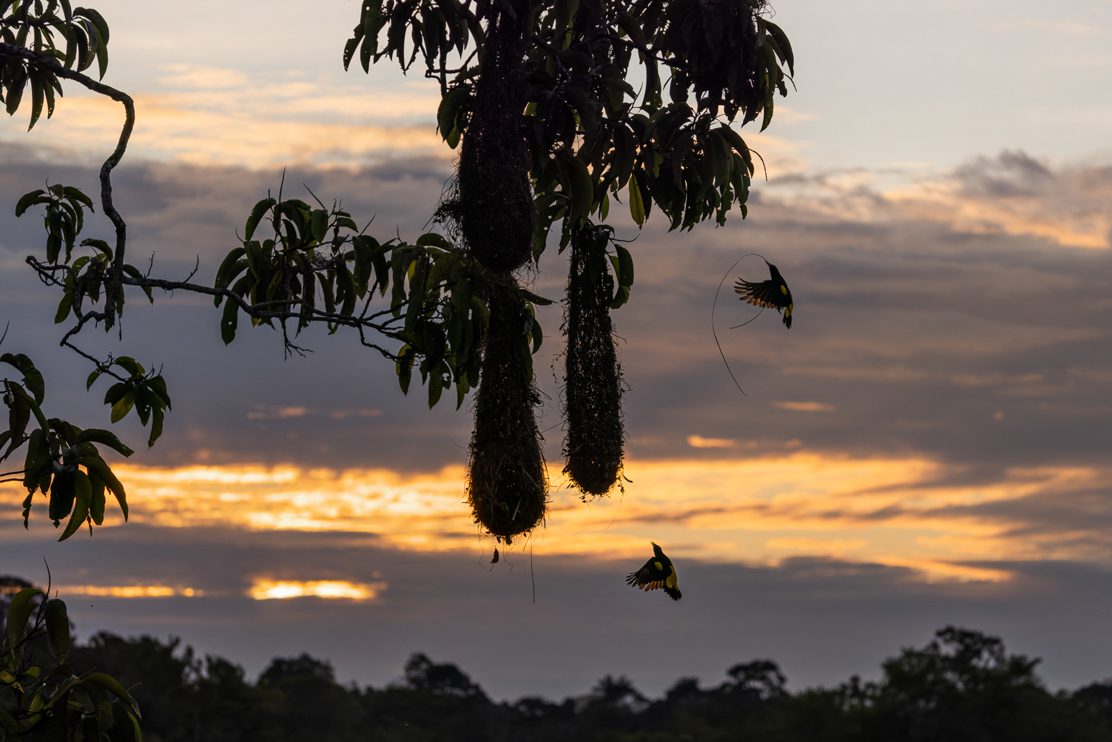 Yellow-rumped Caciques