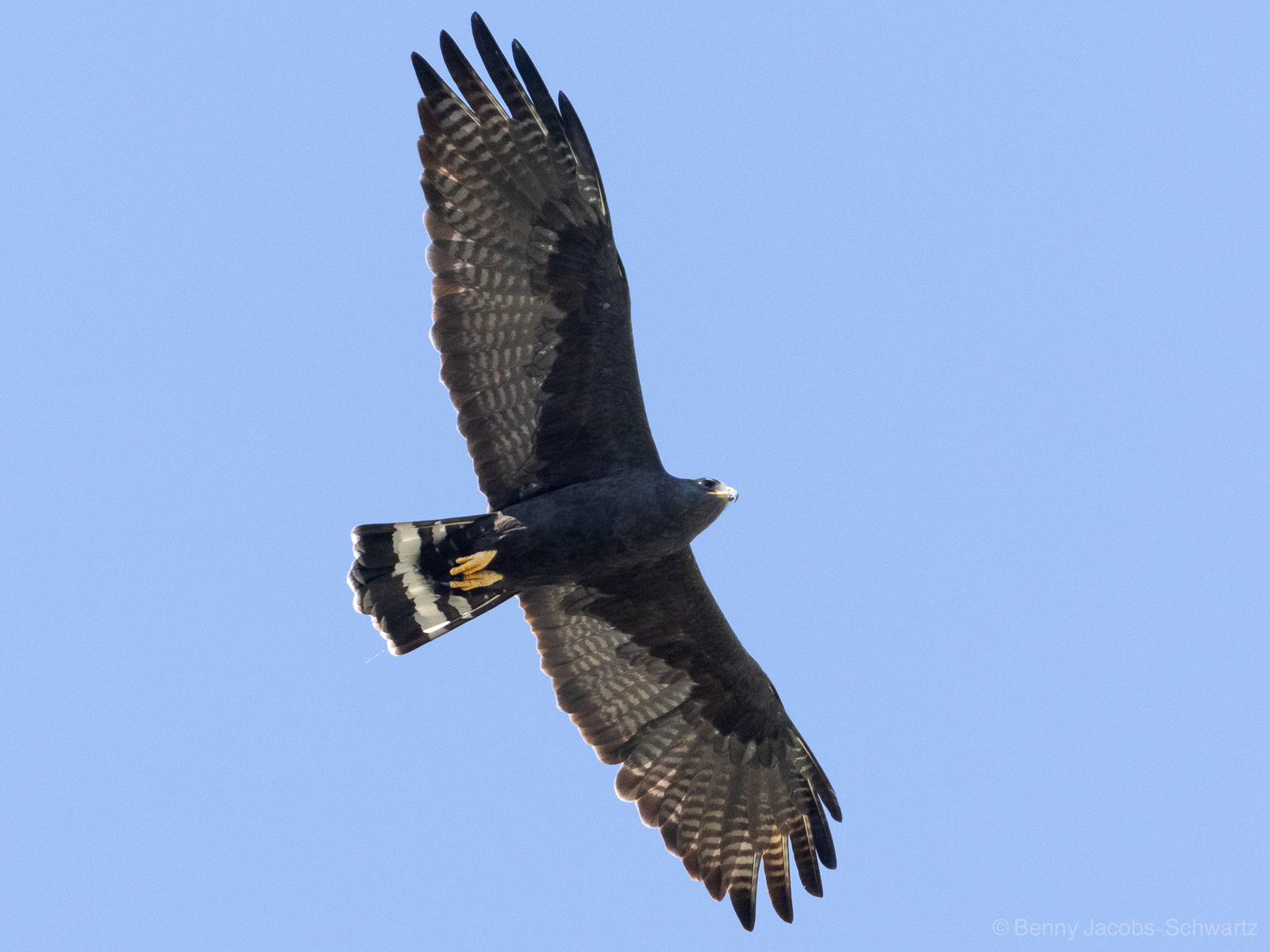 Zone-tailed Hawk