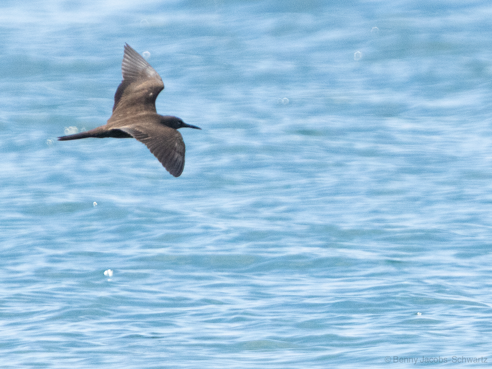 Brown Noddy