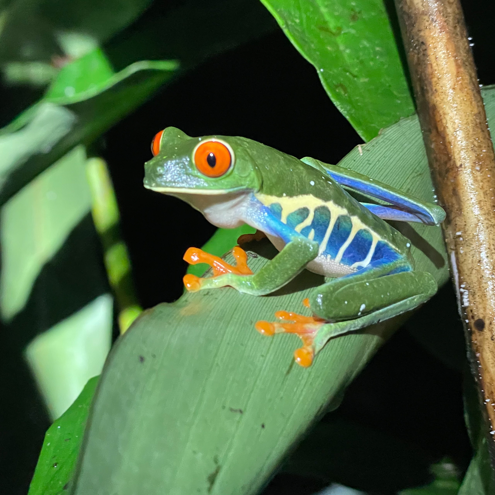 Red-eyed Leaf Frog