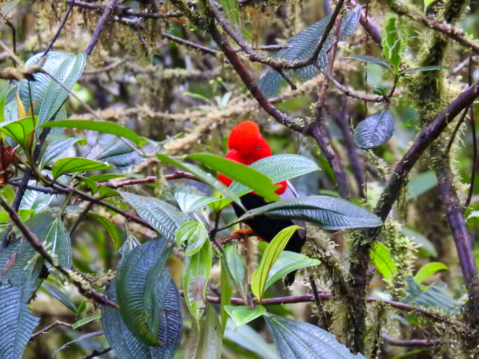 Andean Cock-of-the-rock