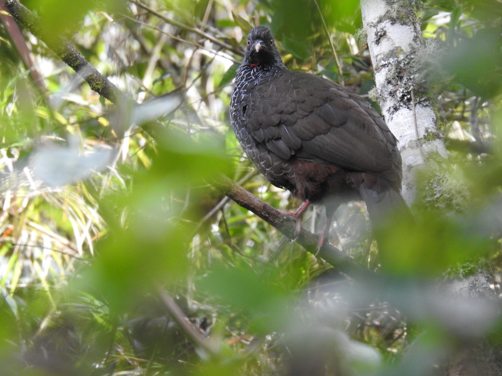 Andean Guan