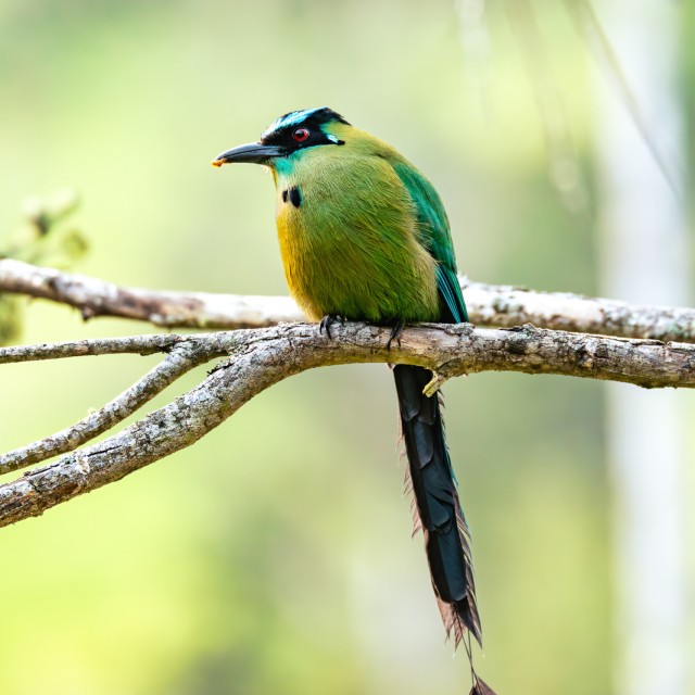 Andean motmot or highland motmot (Momotus aequatorialis), colorful near-passerine bird. Valle Del Cocora, Quindio Department. Wildlife and birdwatching in Colombia