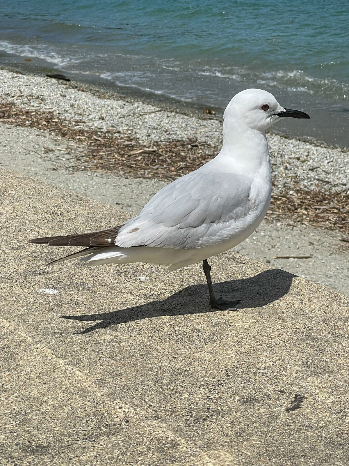 Black-billed Gull