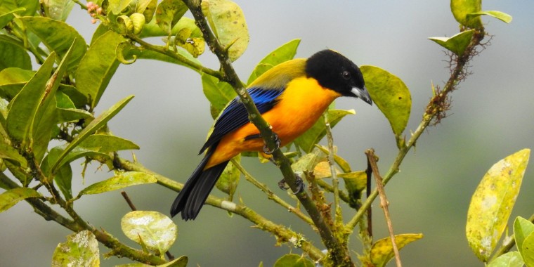 Grand Ecuador Trip Report 2023