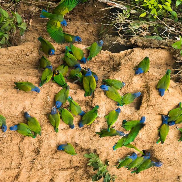Blue-headed Parrots (Pionus menstruus) at a clay lick in the Peruvian Amazon near Manu National Park. Many species of parrots have been observed eating a specific strata of clay that appears to be able to neutralize alkaloids and other toxins contained in the fruit eaten by the birds. The parrots travel long distances to feed at specific locations with the appropriate constituency of clay and apparently need to do so every day.