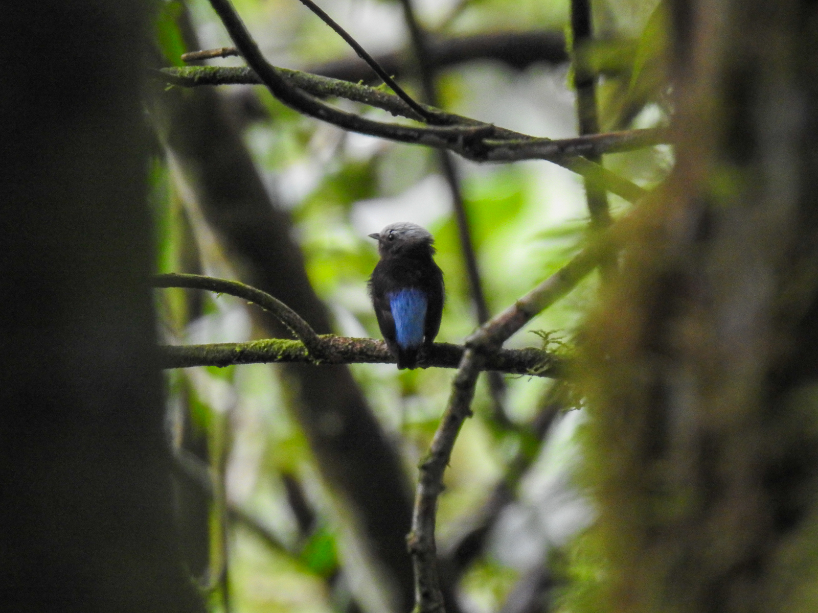 Blue-rumped Manakin