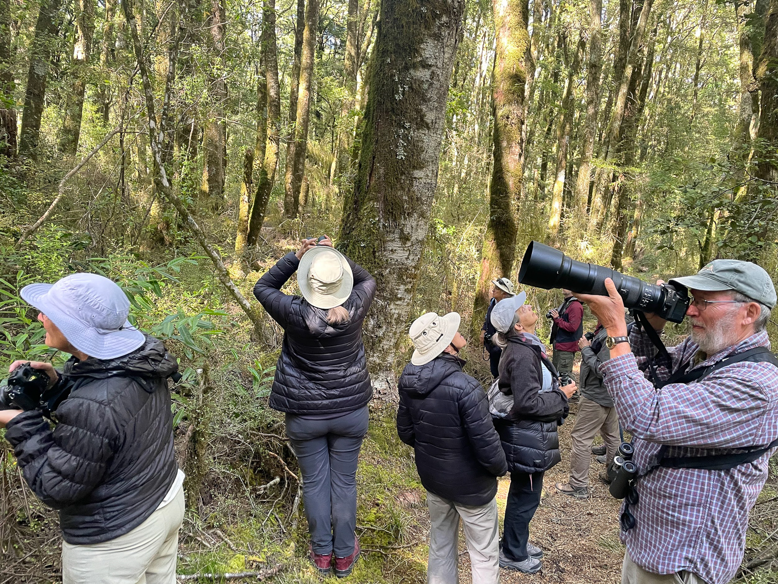 Birders watching Brown Creeper