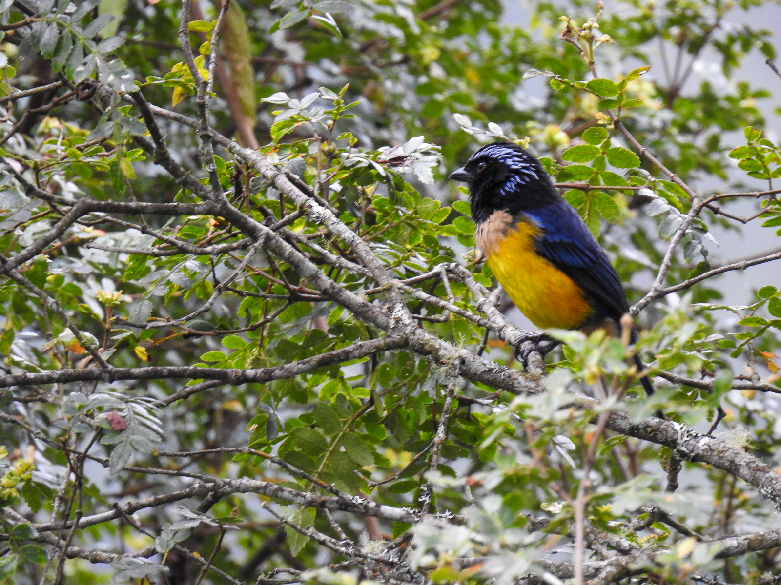 Buff-breasted Mountain-Tanager