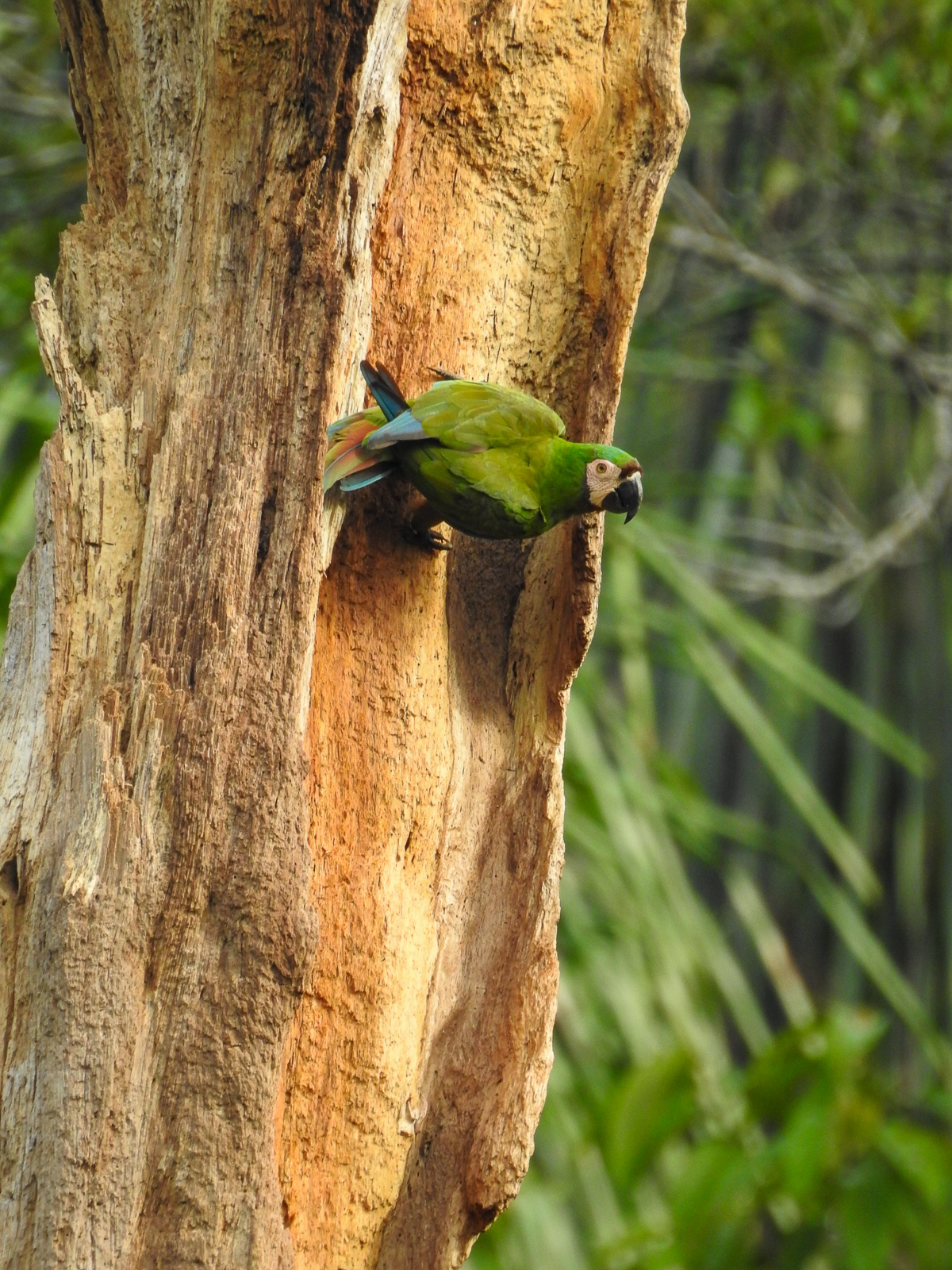 Chestnut-fronted Macaw