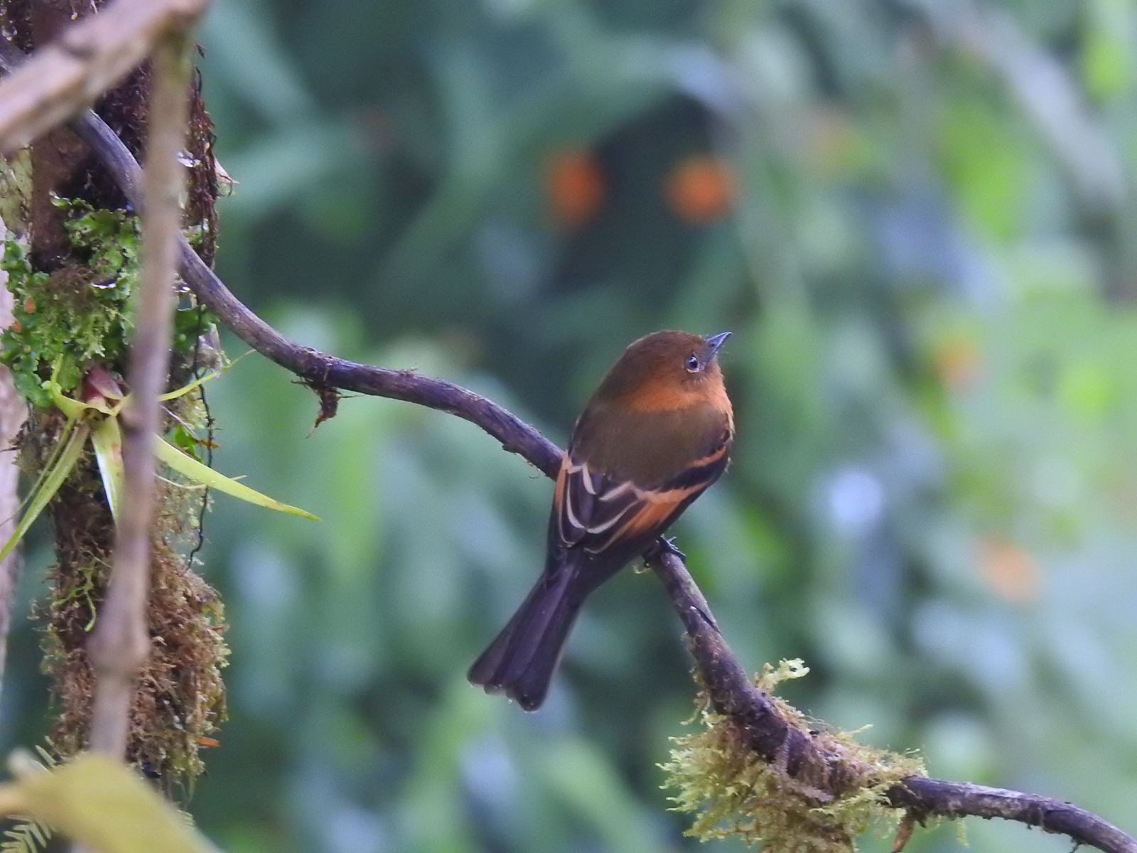 Cinnamon Flycatcher