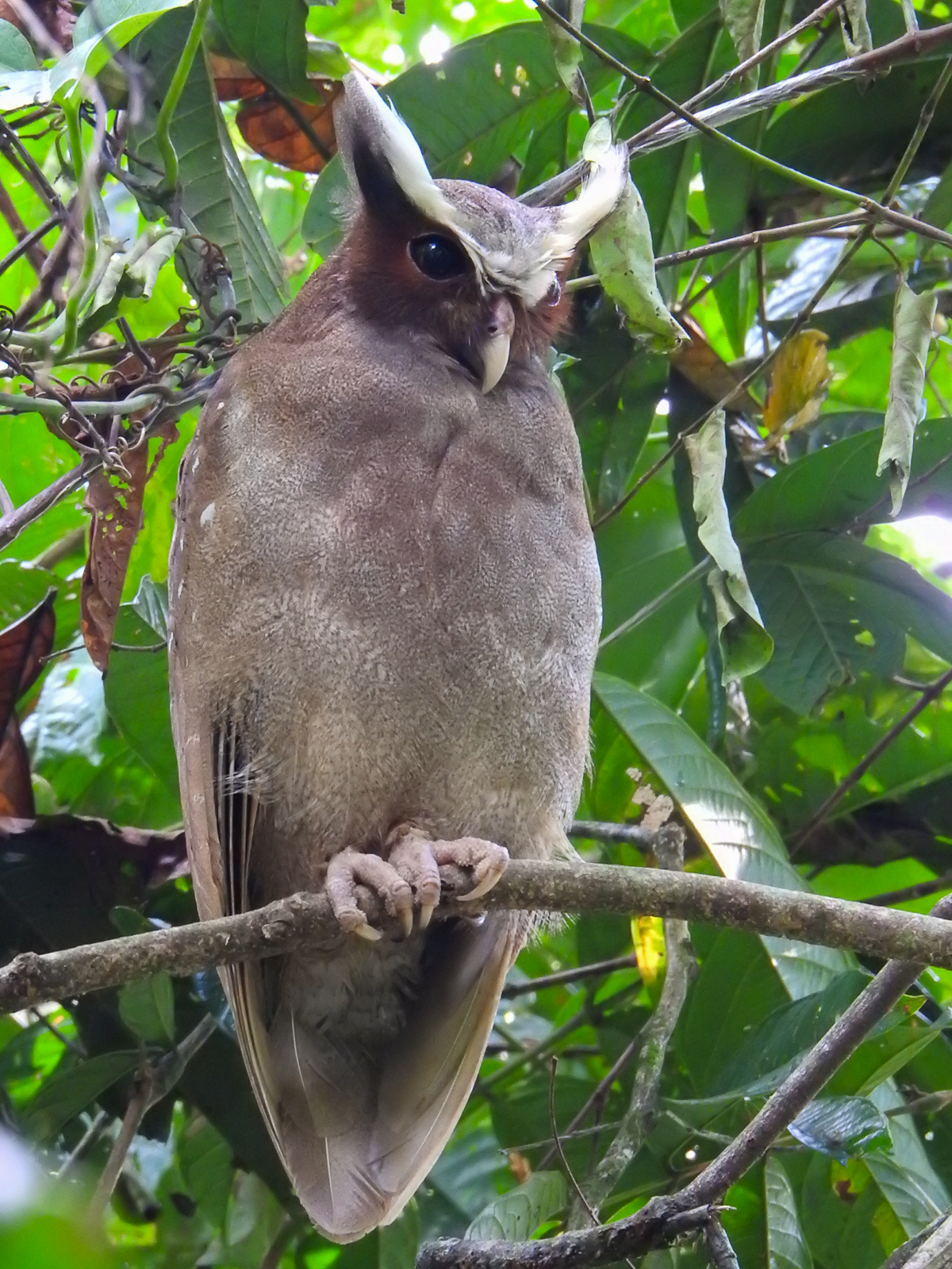 Crested Owl