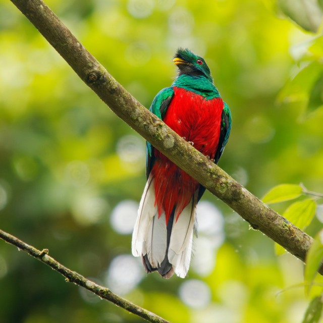 Crested Quetzal