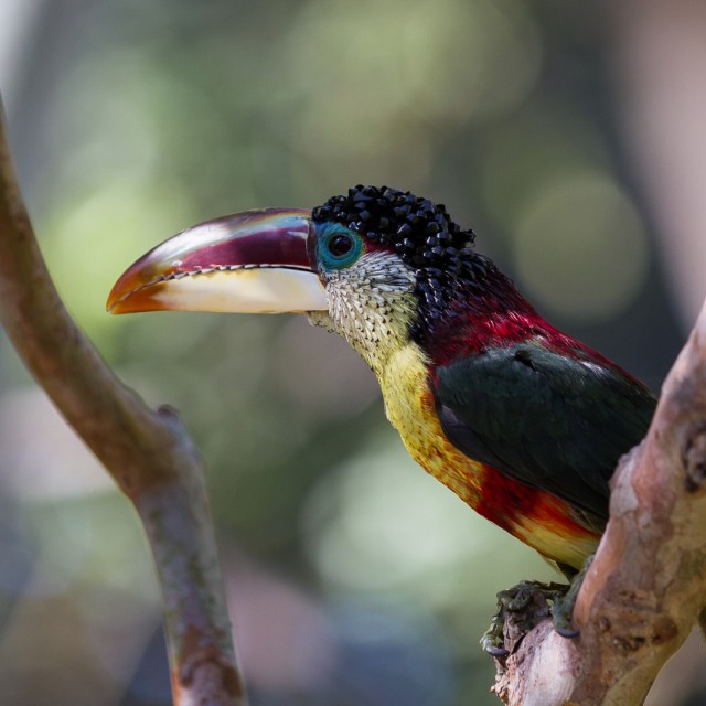 Curl-crested Aracari