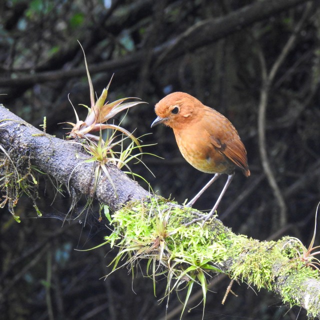 Equatorial Antpitta