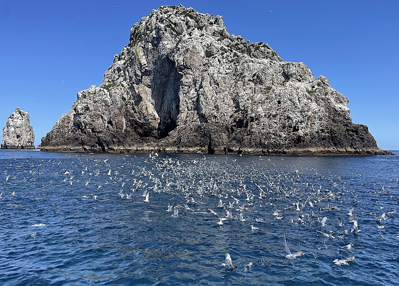 Fairy Prion feeding frenzy