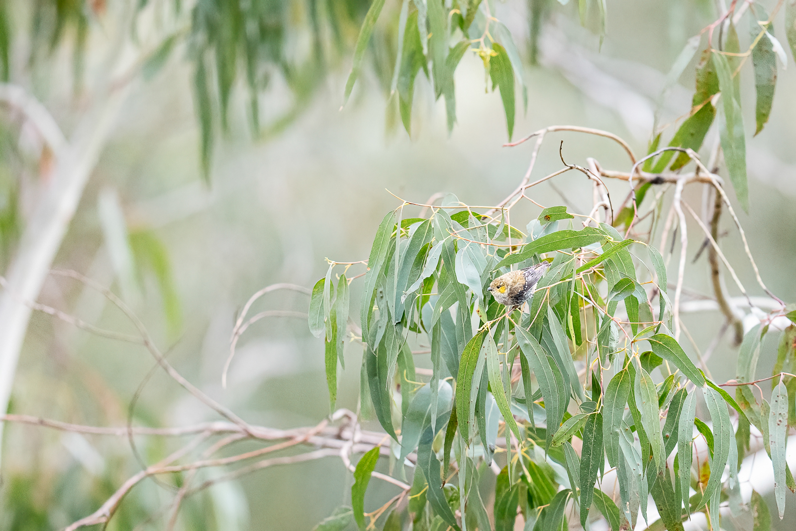 Forty-spotted Pardalote