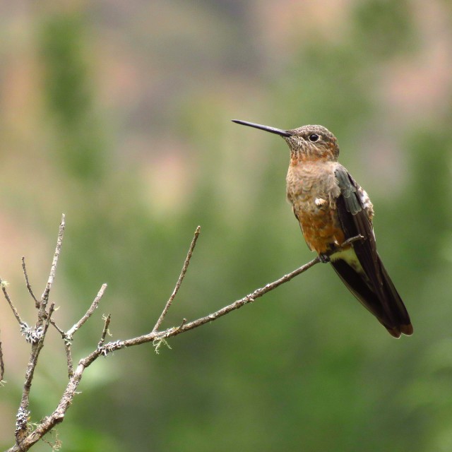 Giant Hummingbird is considered the largest hummingbird in the world and lives in the Peruvian Andes.
