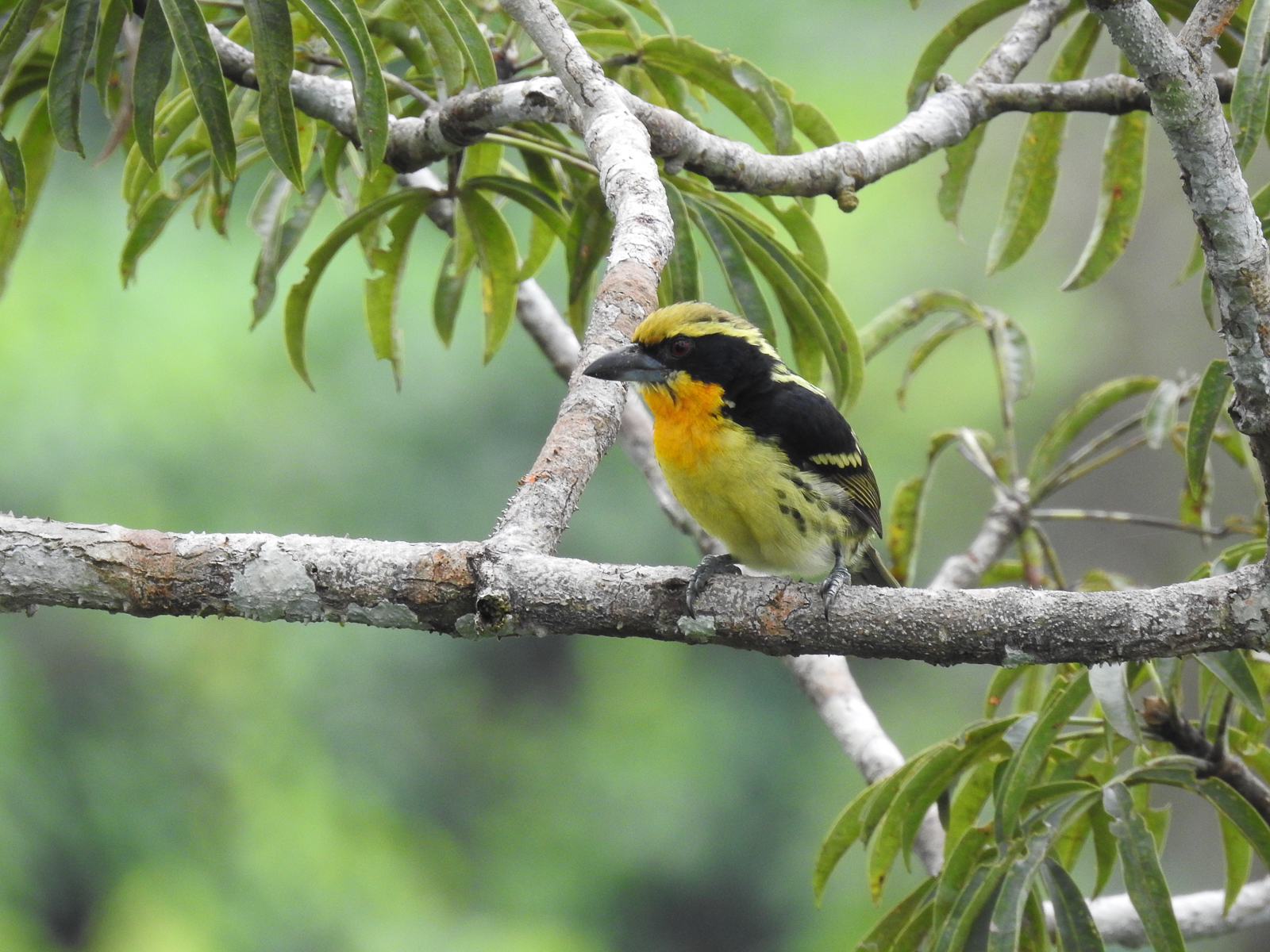 Gilded Barbet